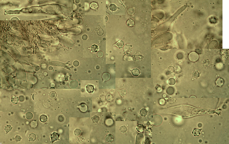Mycenella lasiosperma